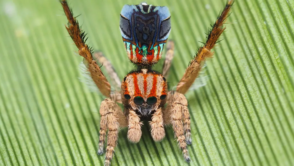 Dancing peacock spiders turned an arachnophobe into an arachnologist