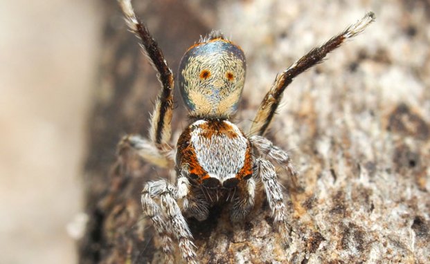 Maratus inaquosus
