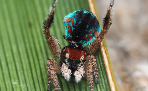 Maratus laurenae