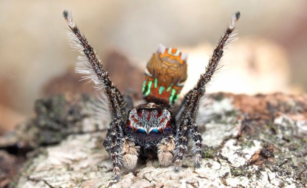 Maratus Noggerup