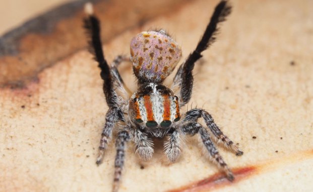 Maratus suae