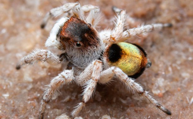 Maratus volpei