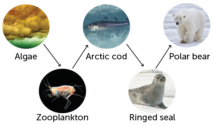 Arctic food web diagram