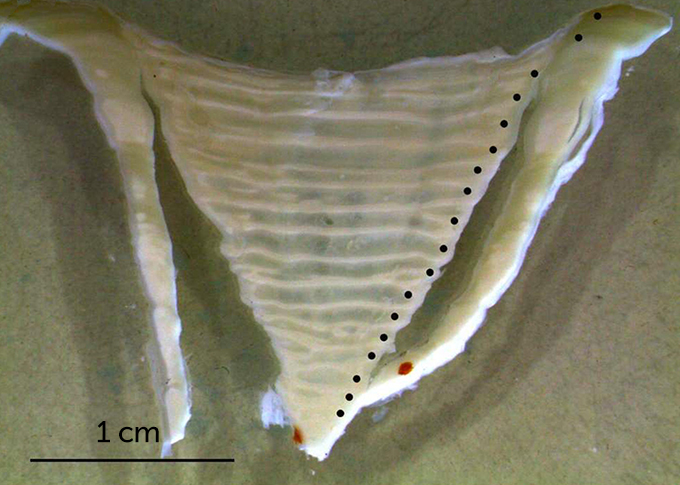 Whale shark vertebrae