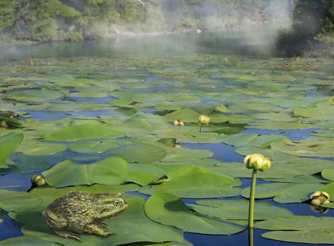 illustration of ancient Antarctica