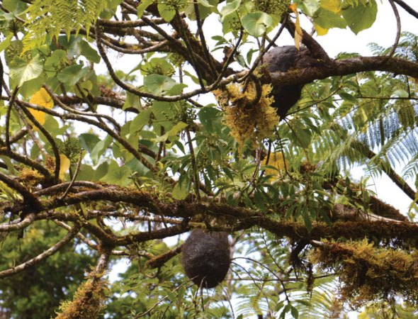 Philidris nagasau plantings on Squamellaria