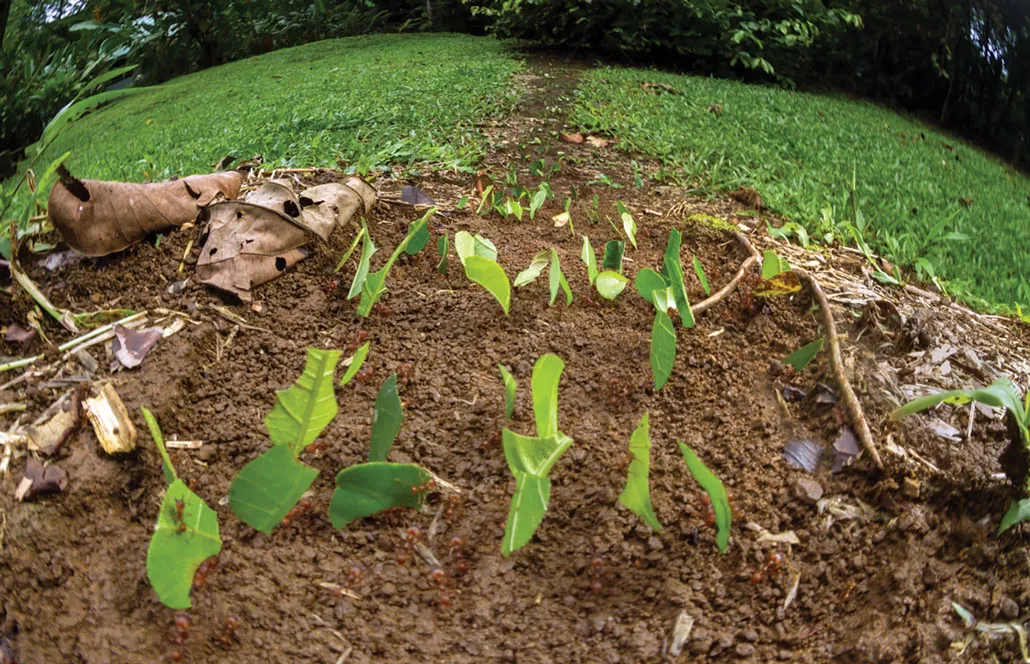 Ants carrying leaf snippets
