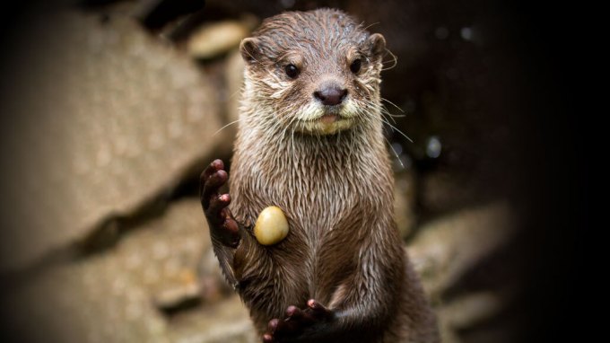 Asian small-clawed otter
