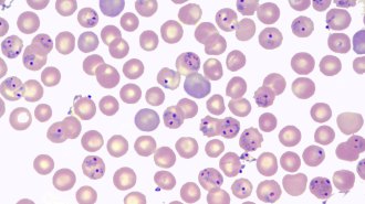 Malaria parasites