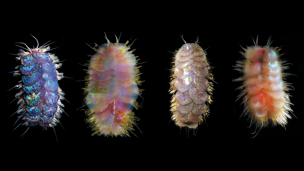 four brightly colored, fuzzy-looking critters