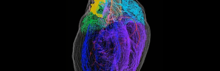 Map of the heart's 'brain'