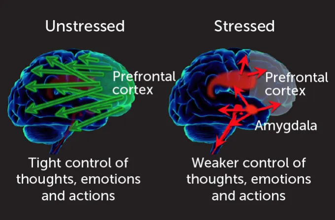 experiment diagram of brains