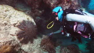 Frederieke Kroon diving