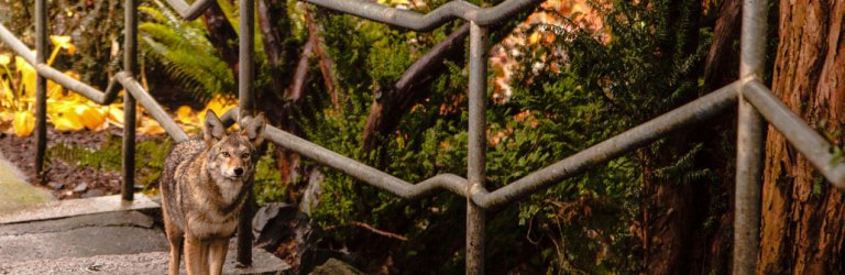 coyote walking up stairs in a park