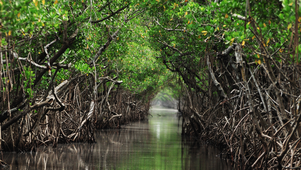 mangrove forest