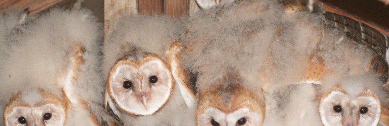 barn owls
