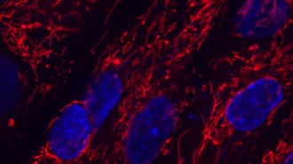 mitochondria in cells