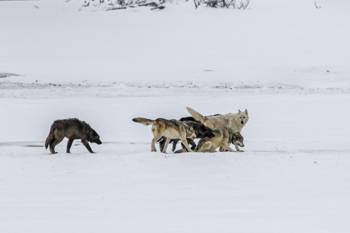 Wapiti wolf pack