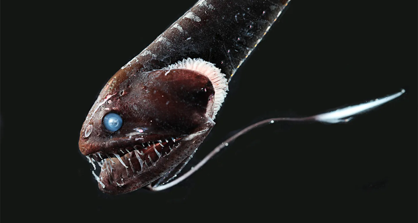 How some superblack fish disappear into the darkness of the deep sea