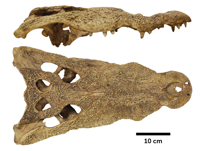 ancient African crocodile skull