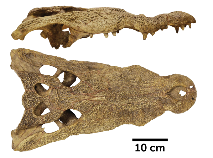 ancient African crocodile skull