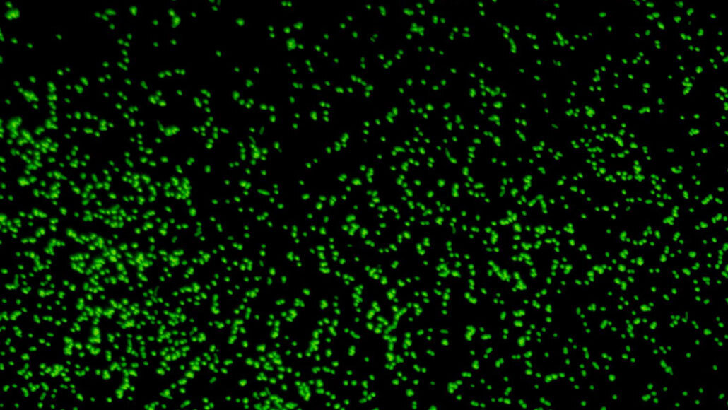 microscope image of ancient microbes