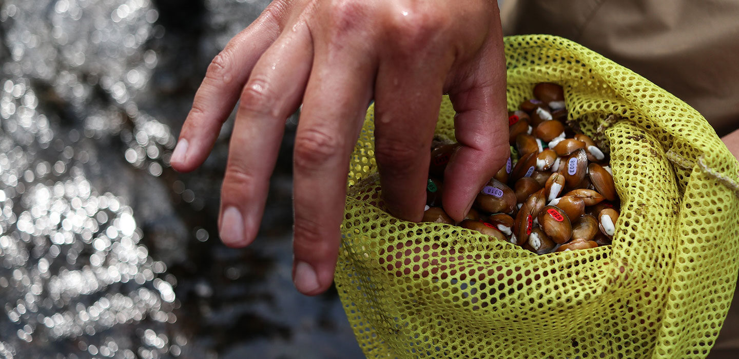 Mussels in a yellow bag