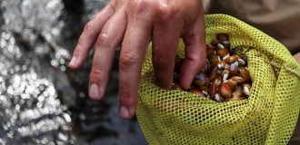 Mussels in a yellow bag