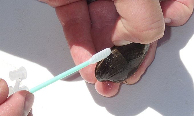 scientists prying open mussel shell