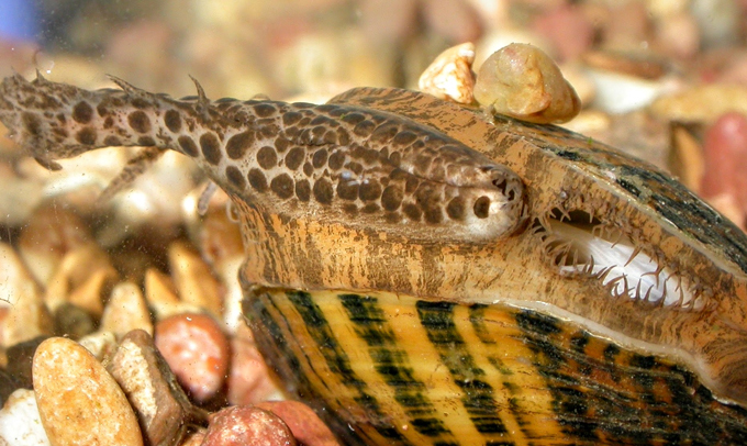 Lampsilis mussel fish lure