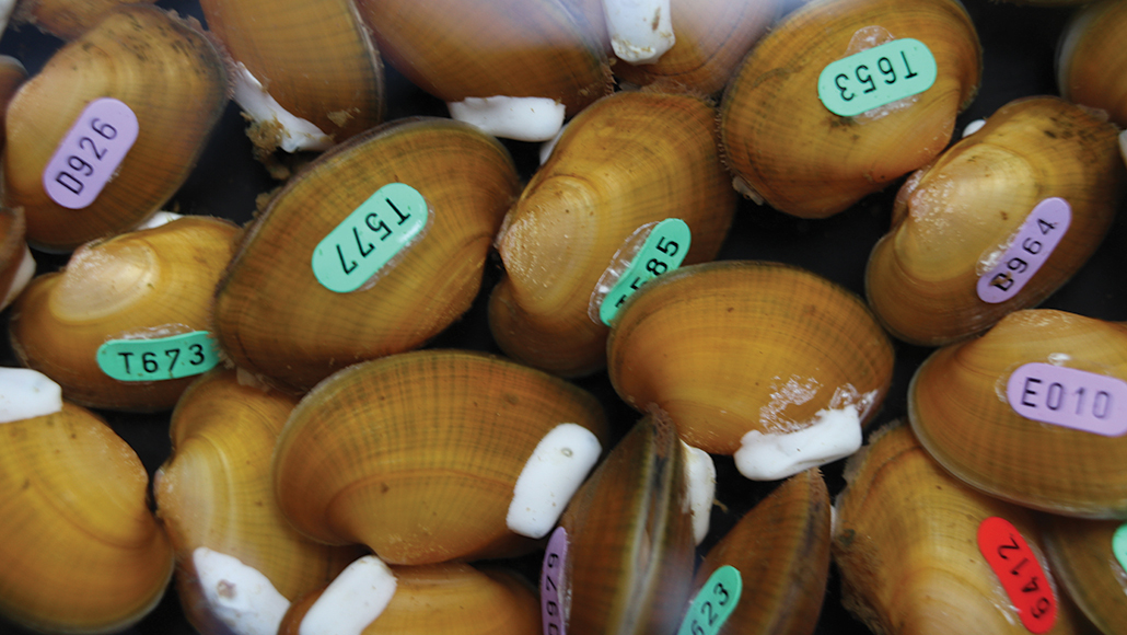 freshwater mussels