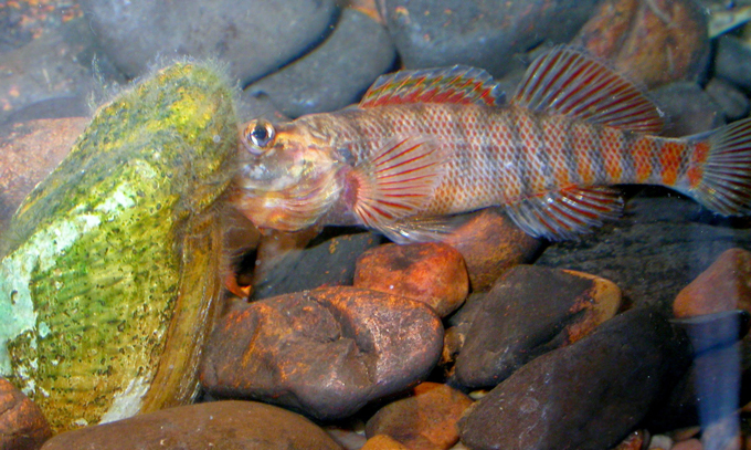 Snuffbox mussel catching a fish