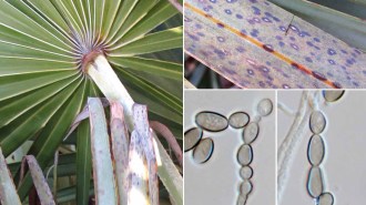 fungi named after COVID-19