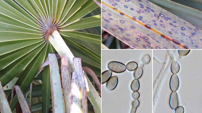 fungi named after COVID-19