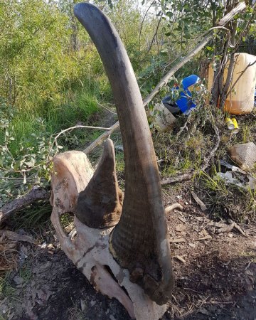 woolly rhino skull