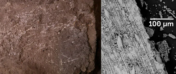 Grass fragments uncovered in South African cave