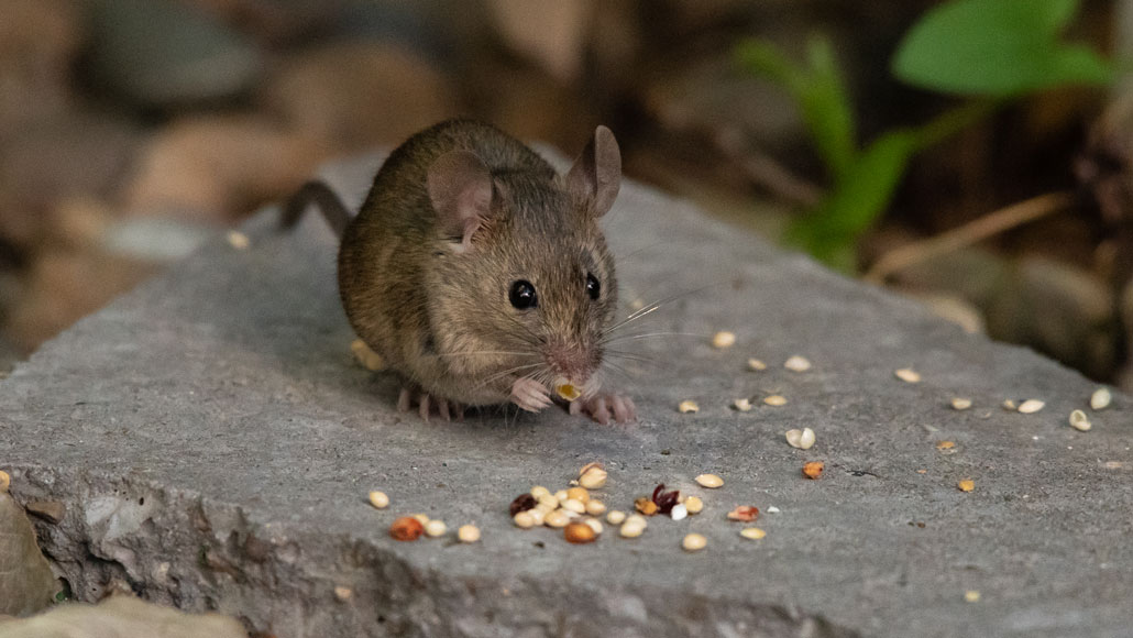 mouse eating