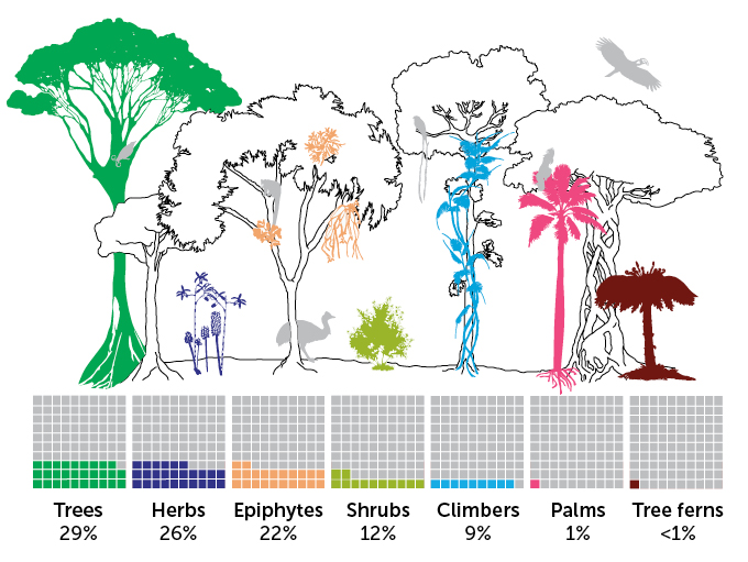 New Guinea plant classification chart