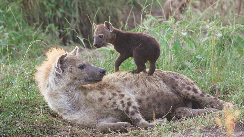 a female hyena and her cub