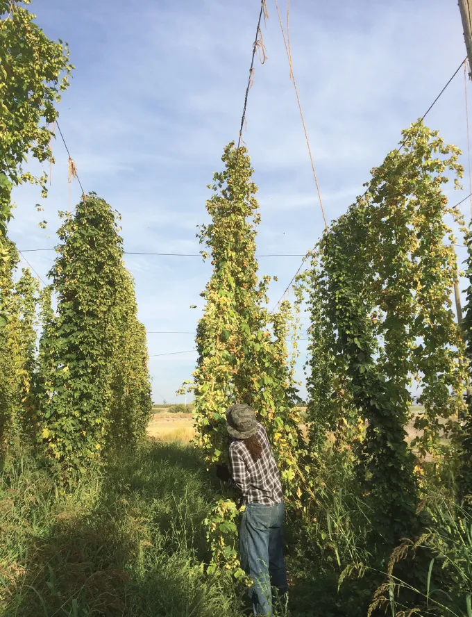 Hop plants in Yakima Valley, Washington