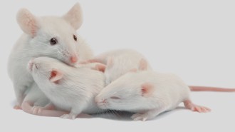 Mouse mom with pups