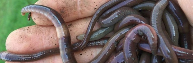 a handful of invasive Asian jumping worms