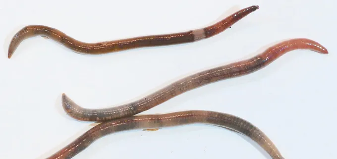 Amnythas spp.