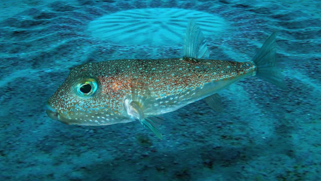 Torquigener albomaculosus