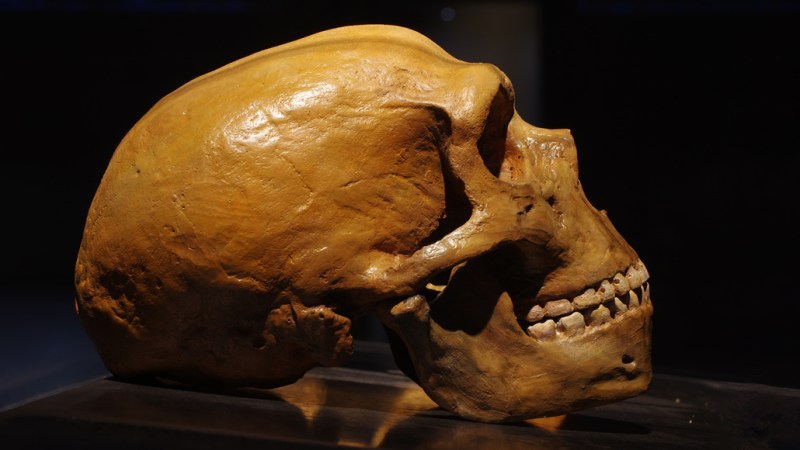 Neandertal genes in people today may raise risk of severe COVID-19