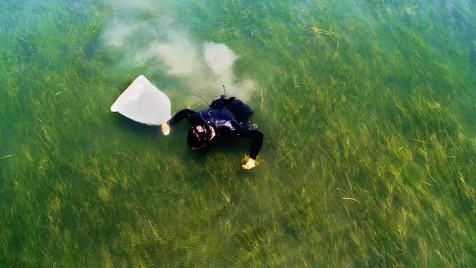 researcher collecting seagrass seeds