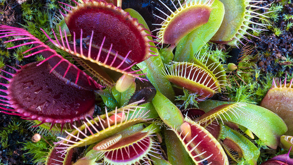 Venus flytrap plant