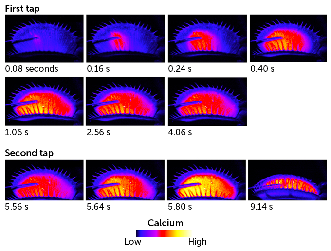 Calcium levels in venus flytrap graphic