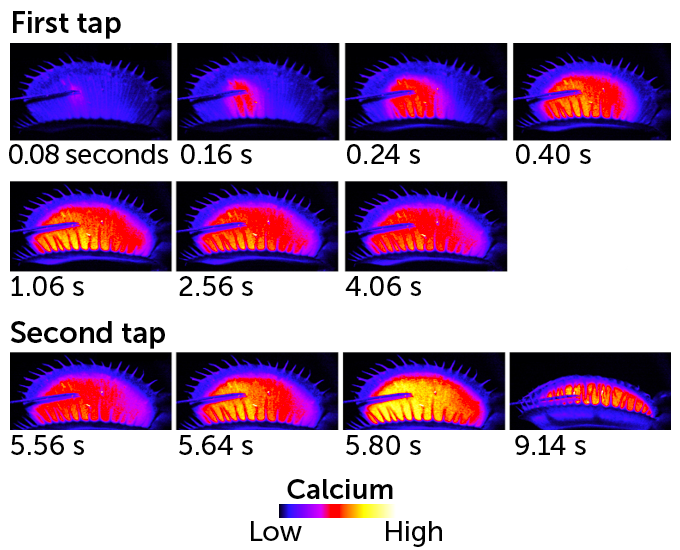 Calcium levels in venus flytrap graphic