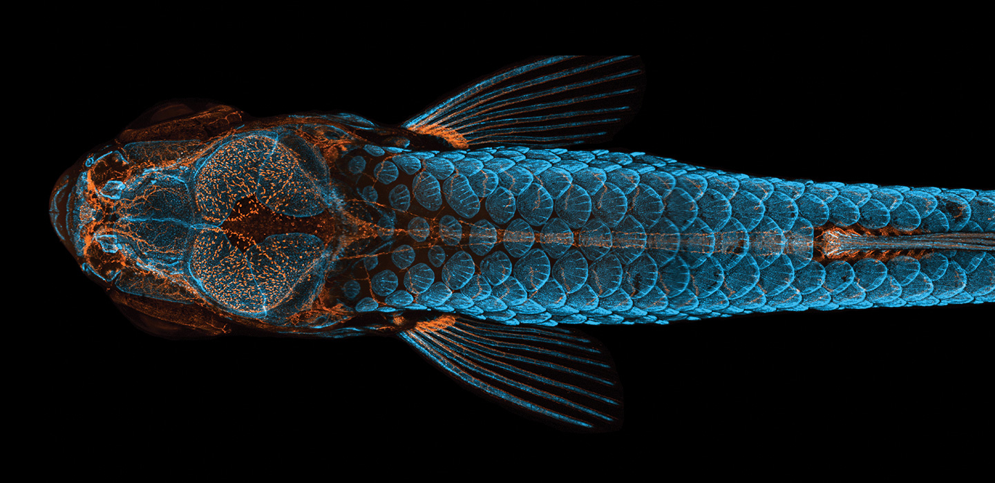 zebrafish